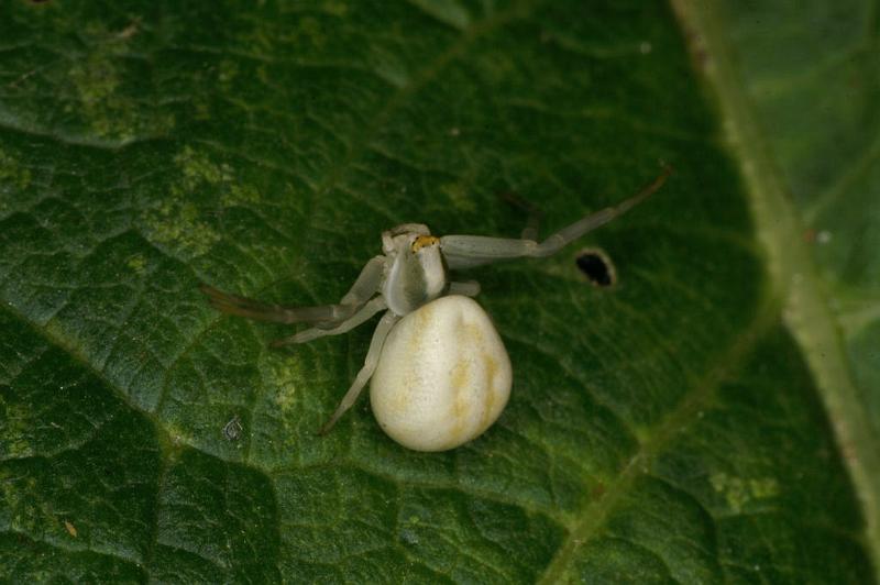 Misumena_vatia_D5212_Z_88_Les Gris_Frankrijk.jpg